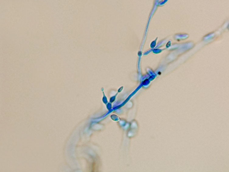 Cordyceps lepidopterorum